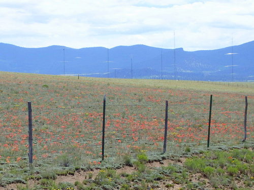 GDMBR:  Many Indian Paint Brush Flowers.